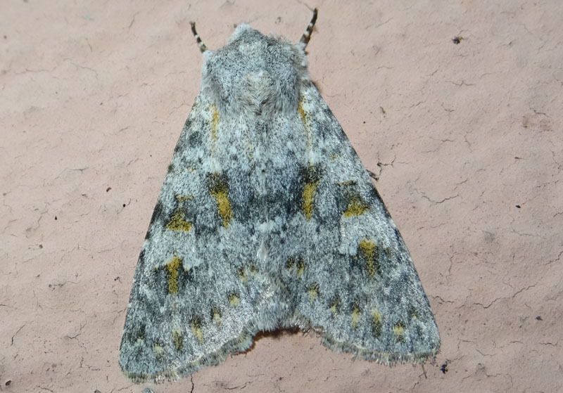 Polymixis (Polymixis) rufocincta - Noctuidae